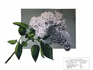 Lilac Collection: No title - John Kidd & Co. Ltd.s sample, 1910