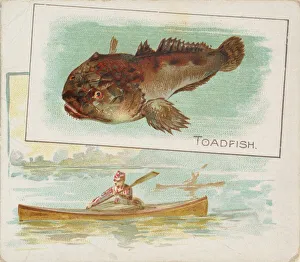Toadfish, from Fish from American Waters series (N39) for Allen & Ginter Cigarettes