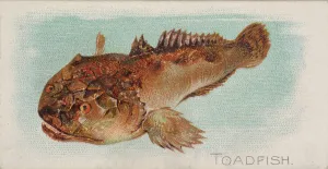Lindner Eddy Claus Prints: Toadfish, from the Fish from American Waters series (N8) for Allen &amp