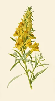 Hulme Prints: Toadflax, 1877. Creator: Frederick Edward Hulme