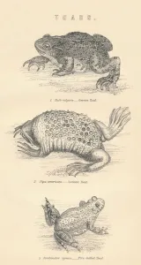 Scaly Prints: Toads, 1885
