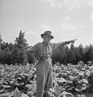 Pointing Collection: Tobacco farmer, owner of 100 acres, Person County, North Carolina, 1939. Creator: Dorothea Lange