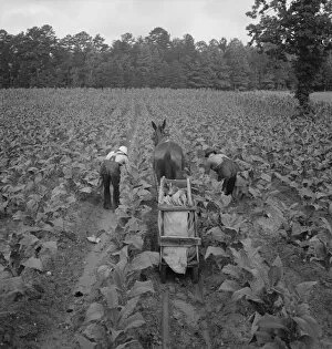 Tobacco field in early morning where white sharecropper... Shoofly, North Carolina, 1939. Creator: Dorothea Lange