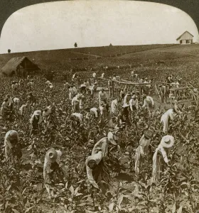 Jamaican Collection: Tobacco field, Montpeller, Jamaica, 1900. Artist: Underwood & Underwood