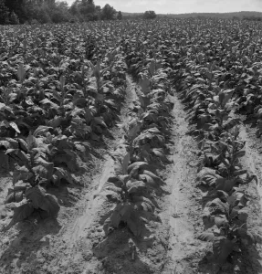 Sharecropping Prints: Tobacco field of Negro sharecropper