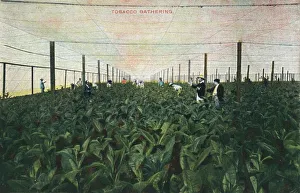 Hothouse Prints: Tobacco Gathering, 1900