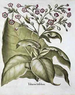 Basil Gallery: Tobacco plant, 1613