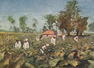 Cash Crop Prints: Tobacco Plantation, Cuba, 1916. Artist: Claude Pratt