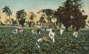 North And Central America Collection: Tobacco plantation, Cuba, c1920s. Creator: Unknown