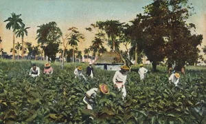 Tropical Prints: Tobacco plantation, Cuba, c1920s. Creator: Unknown