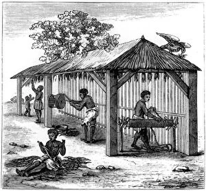 Dominican Republic Collection: Tobacco preparation, 1873