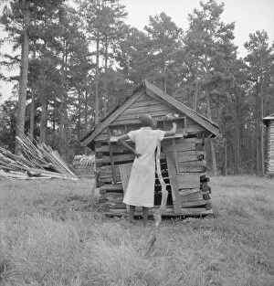 Chicken Coop Collection: Tobacco sharecroppers daughter getting eggs... Person County, North Carolina, 1939