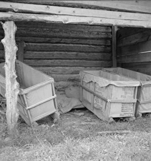 Covered Collection: Tobacco sleds newly covered with tow sacks, ready for... tobacco, Person County, North Carolina