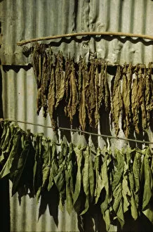 Slides Color Gmgpc Gallery: Tobacco string in the tobacco barn? vicinity of Barranquitas? Puerto Rico, 1942