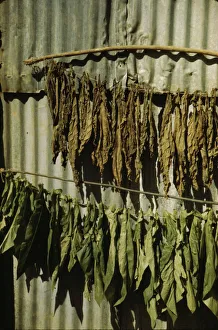 Tobacco Leaf Prints: Tobacco string in the tobacco barn? vicinity of Barranquitas? Puerto Rico