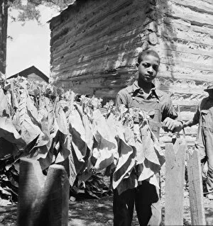 Tobacco strung on sticks, Granville County, North Carolina, 1939. Creator: Dorothea Lange