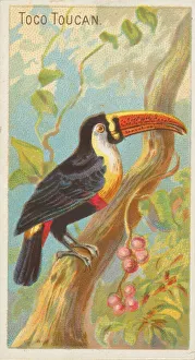 Birds Of The Tropics Prints: Toco Toucan, from the Birds of the Tropics series (N5) for Allen &amp