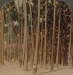 Mandalay Prints: Toddy palms 100 ft. tall, Pagan
