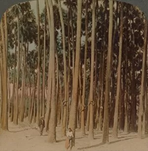 Underwood Gallery: Toddy palms 100 ft. tall, Pagan, Burma, 1907. Artists: Elmer Underwood, Bert Elias Underwood