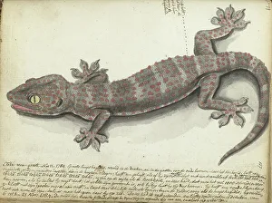 Java Indonesia Prints: Tokay (Gekko gecko), 1784. Creator: Jan Brandes