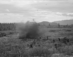 Cutover Prints: Tomarack stump is blasted, Bonner County, Idaho, 1939. Creator: Dorothea Lange