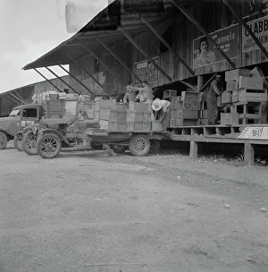 Packing Prints: Tomato packing shed for packing and shipment north