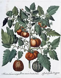Basil Gallery: Tomatoes and melons, 1613
