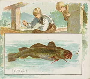Aquatic Gallery: Tomcod, from Fish from American Waters series (N39) for Allen & Ginter Cigarettes
