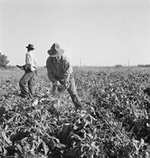 Topping sugar beets after lifter has loosened them, near Ontario, Malheur County, Oregon, 1939. Creator: Dorothea Lange