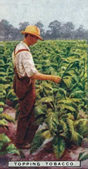 Cash Crop Prints: Topping Tobacco, 1926