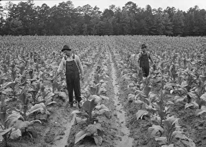 tobacco topping Dear grower, use crop vigour to determine your height. Topping too low may result in a bully crop that's hard to manage and produces undesirable styles. Topping too Prints of Topping tobacco, Shoofly,
