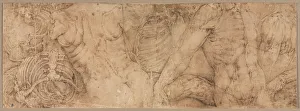 Battista Franco Prints: Torsos with Rib Cages, early 1540s. Creator: Battista Franco (Italian, c. 1510-1561)