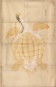 Tortoise, 18th century. Creator: Unknown