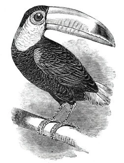 Beak Gallery: Toucan, at the Surrey Zoological Gardens, 1844. Creator: Unknown