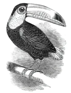 Toucan, at the Surrey Zoological Gardens, 1844. Creator: Unknown Toucan, at the Surrey Zoological Gardens, 1844. Creator: Unknown