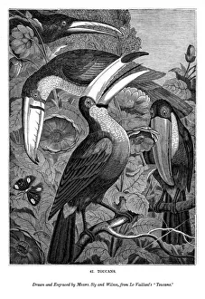 Animal Family Prints: Toucans, c1770-1820 (1843). Artist: Messrs Sly and Wilson