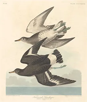 Sandpiper Prints: Townsends Sandpiper, 1838. Creator: Robert Havell