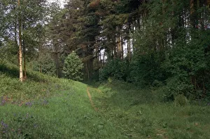 Track of a Roman road
