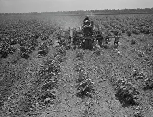 Automation Prints: Tractor on the Aldridge Plantation, Mississippi, 1937. Creator: Dorothea Lange