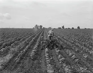 Furrows Prints: Tractor in cotton, near Corsicana, Texas, 1937. Creator: Dorothea Lange