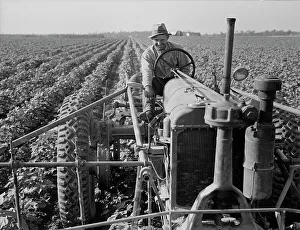 Industrialisation Prints: Tractor on Lake Dick project, Arkansas, 1938. Creator: Dorothea Lange