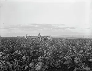 Tractor Prints: The tractor pulls a riding plow, near Centrae, Texas, 1937. Creator: Dorothea Lange