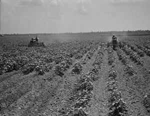 Industrialisation Prints: Tractors cultivating cotton, Aldridge Plantation