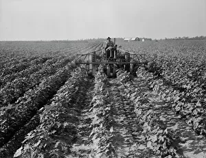 Industrialisation Prints: Tractors on Lake Dick project, Arkansas, 1938. Creator: Dorothea Lange