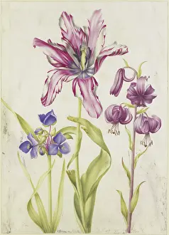 Tulipa Prints: Tradescantia, tulip, Turk's cap lily