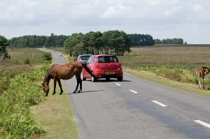 Pony Prints: Traffic avoiding Ponies on road in the New Forest
