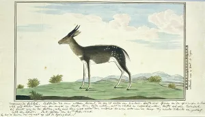 Watercolor Paint Prints: Tragelaphus scriptus (Bushbuck), 1778. Creator: Robert Jacob Gordon