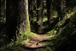 Moss Prints: Trail Addiction. Creator: Joshua Johnston