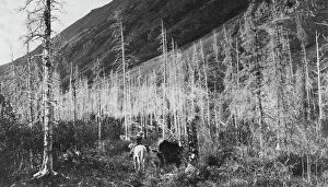 Sunrise Collection: Trail to Sunrise, between c1900 and 1916. Creator: Unknown