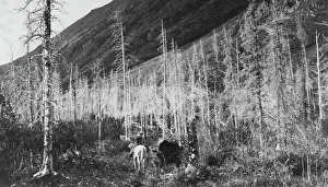 Nome Alaska United States Prints: Trail to Sunrise, between c1900 and 1916. Creator: Unknown